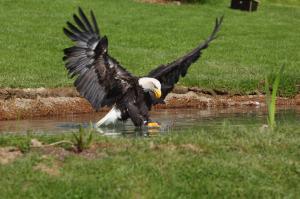 Anmut, Schönheit und Kraft der Greifvögel