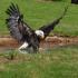 Greifvogelpark mit Falknerei Katharinenberg